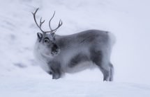 Das Spitzbergen-Rentier - eine endemische Spezies